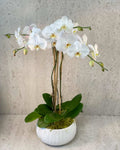White Premium Orchids